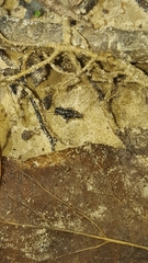 Ellipes minuta