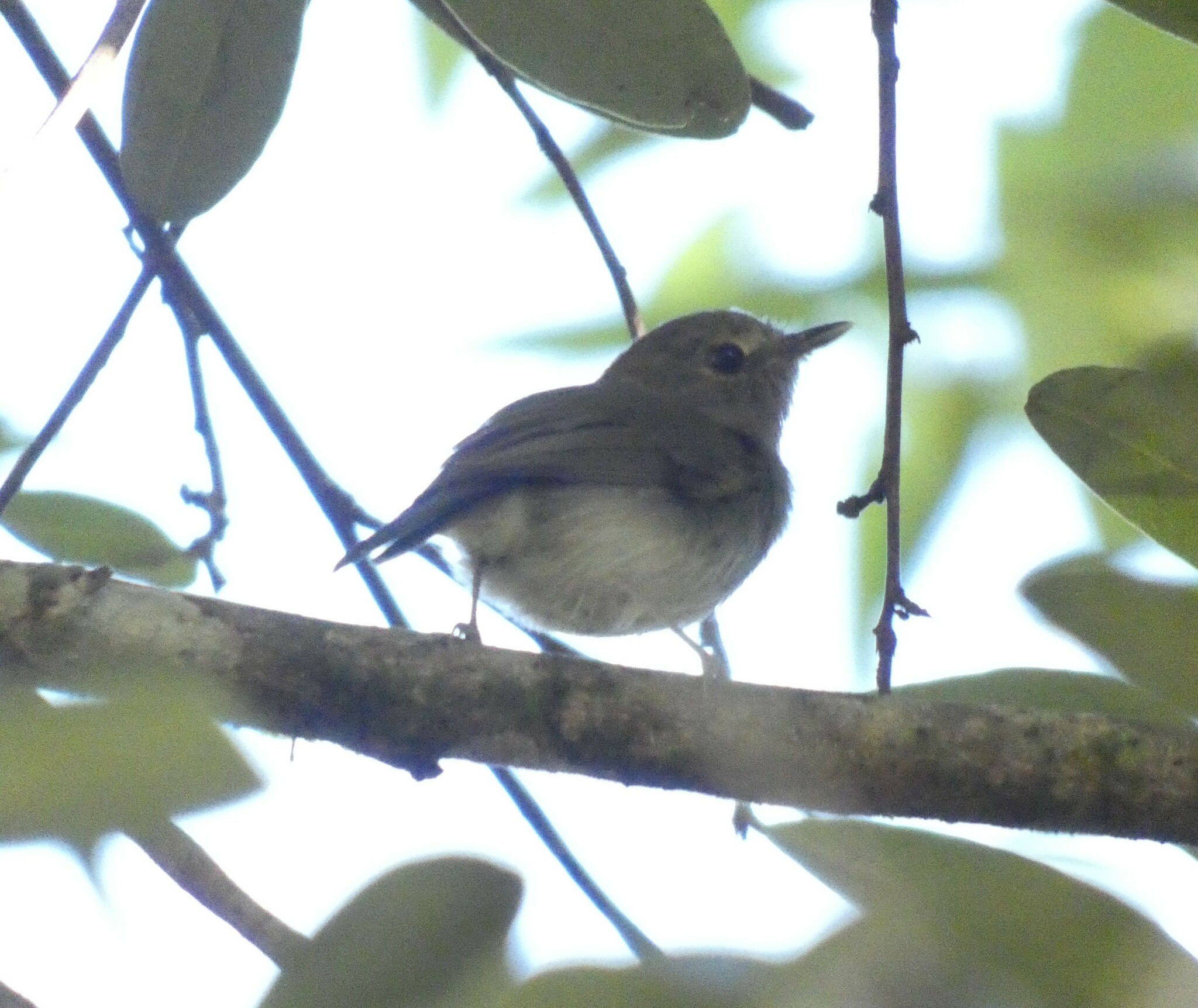 Drab-breasted Bamboo Tyrant (Hemitriccus diops), photo 9