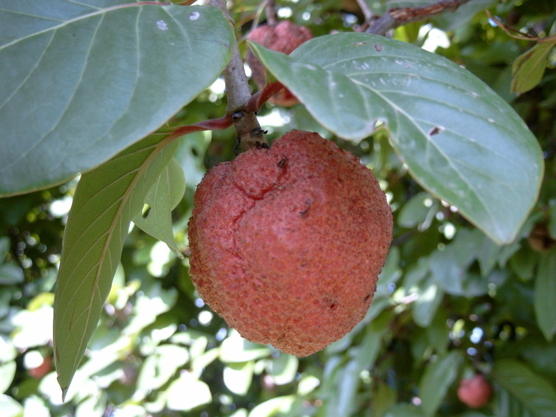African peach
