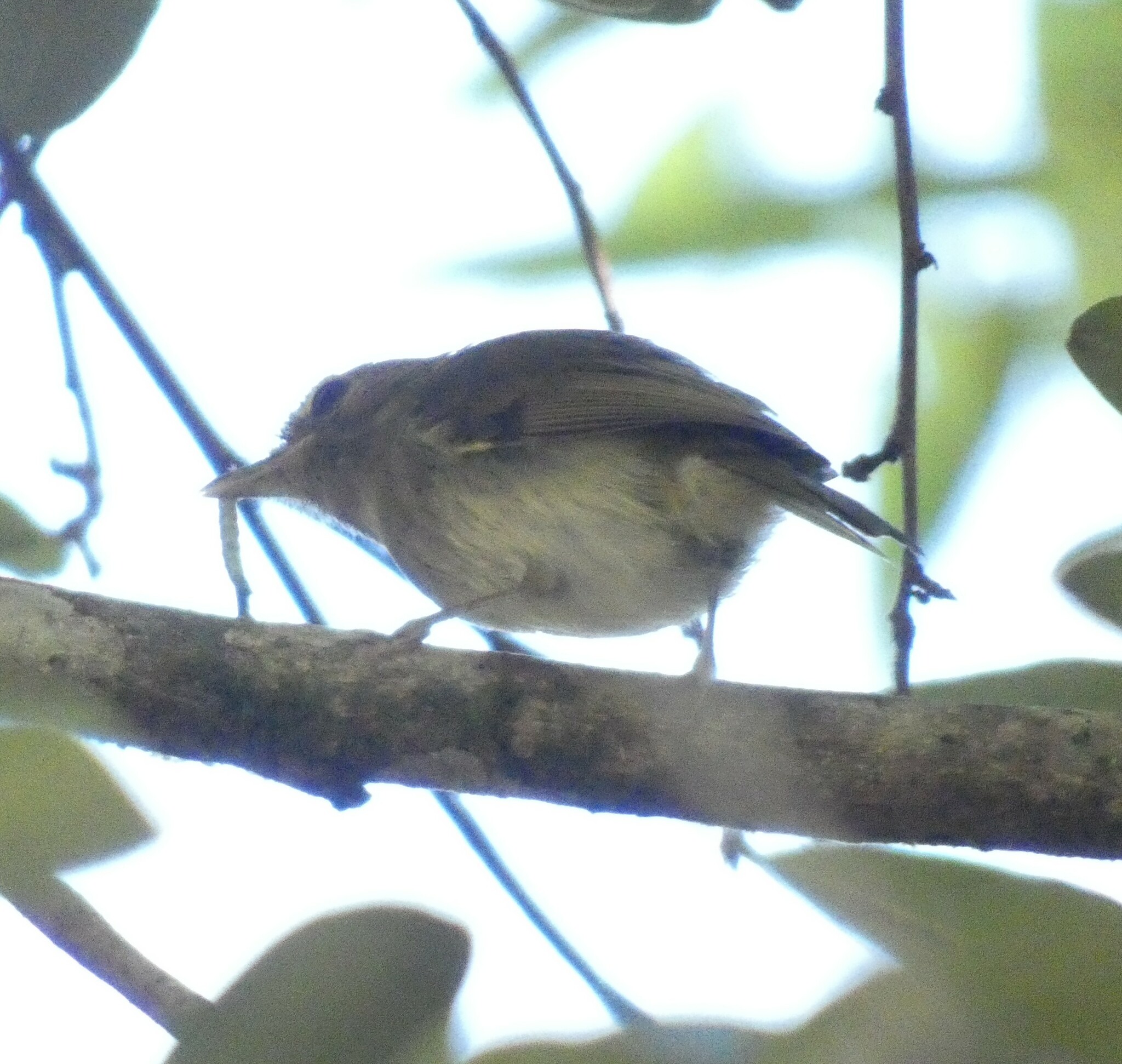 Drab-breasted Bamboo Tyrant (Hemitriccus diops), photo 10