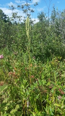 Rumex verticillatus