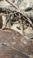 Ellipes minuta