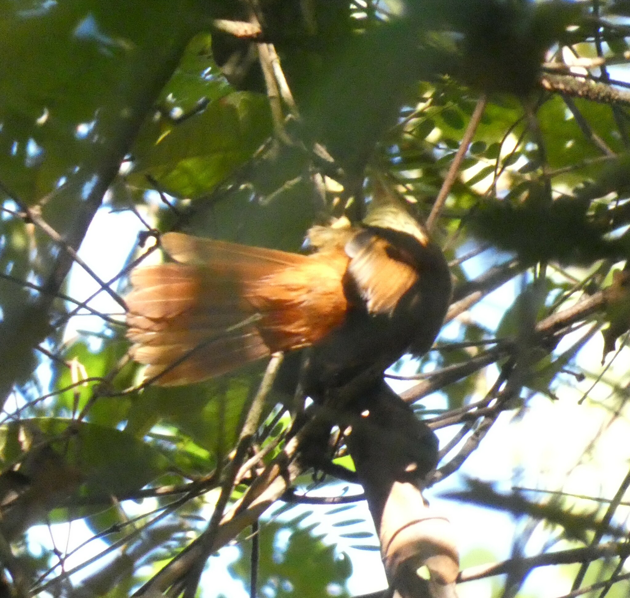 White-eyed Foliage-gleaner (Automolus leucophthalmus), photo 3