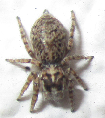 Salticidae