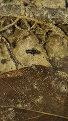 Ellipes minuta