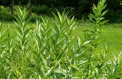 Amsonia tabernaemontana