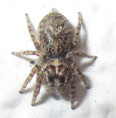 Salticidae