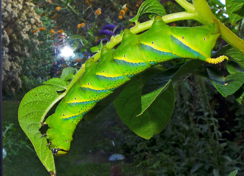 Death's Head Hawkmoth