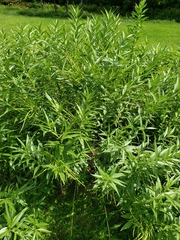 Amsonia tabernaemontana