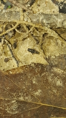 Ellipes minuta