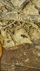 Ellipes minuta