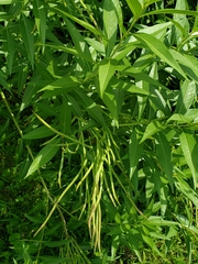 Amsonia tabernaemontana