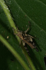 Melanotettix dibelonius