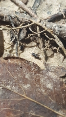 Ellipes minuta