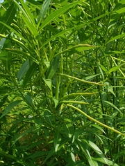 Amsonia tabernaemontana