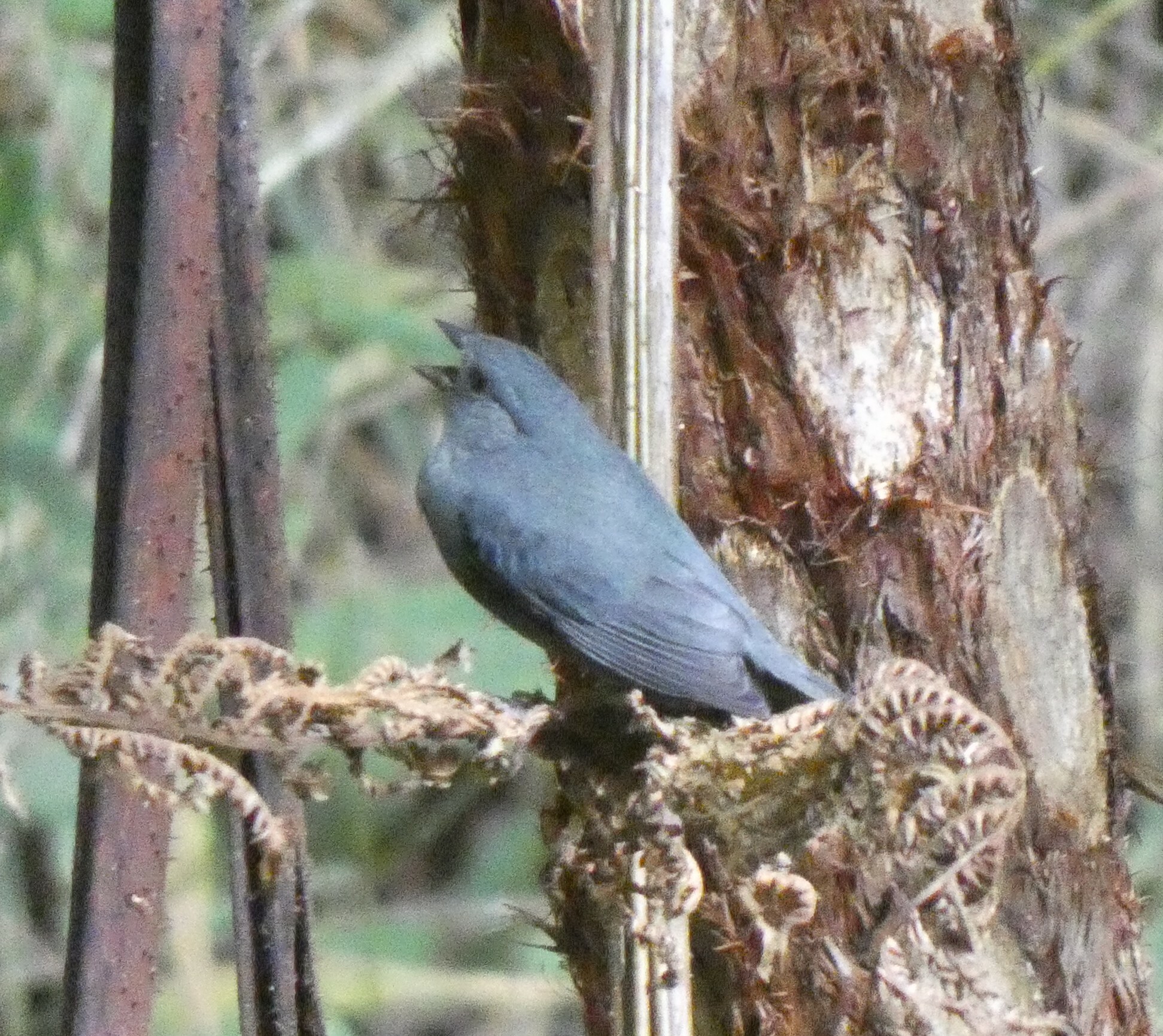 Uniform Finch (Haplospiza unicolor), photo 6