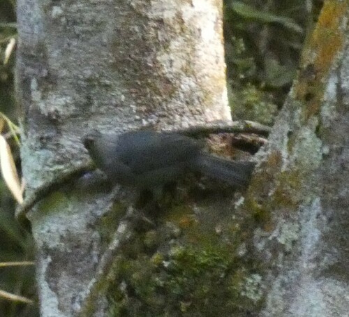 Uniform Finch (Haplospiza unicolor), photo 6
