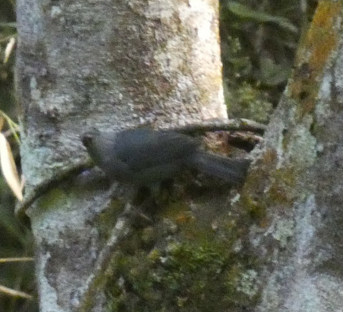 Uniform Finch (Haplospiza unicolor), photo 7
