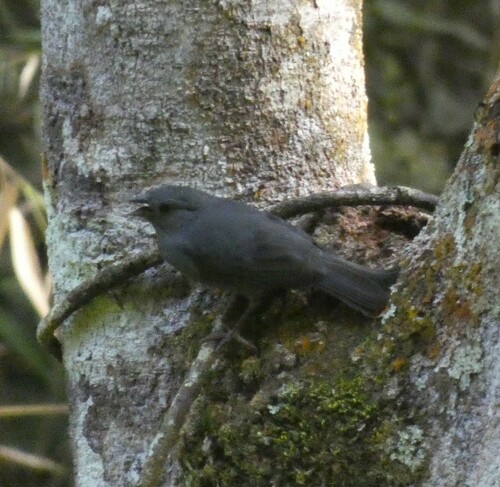 Uniform Finch (Haplospiza unicolor), photo 9