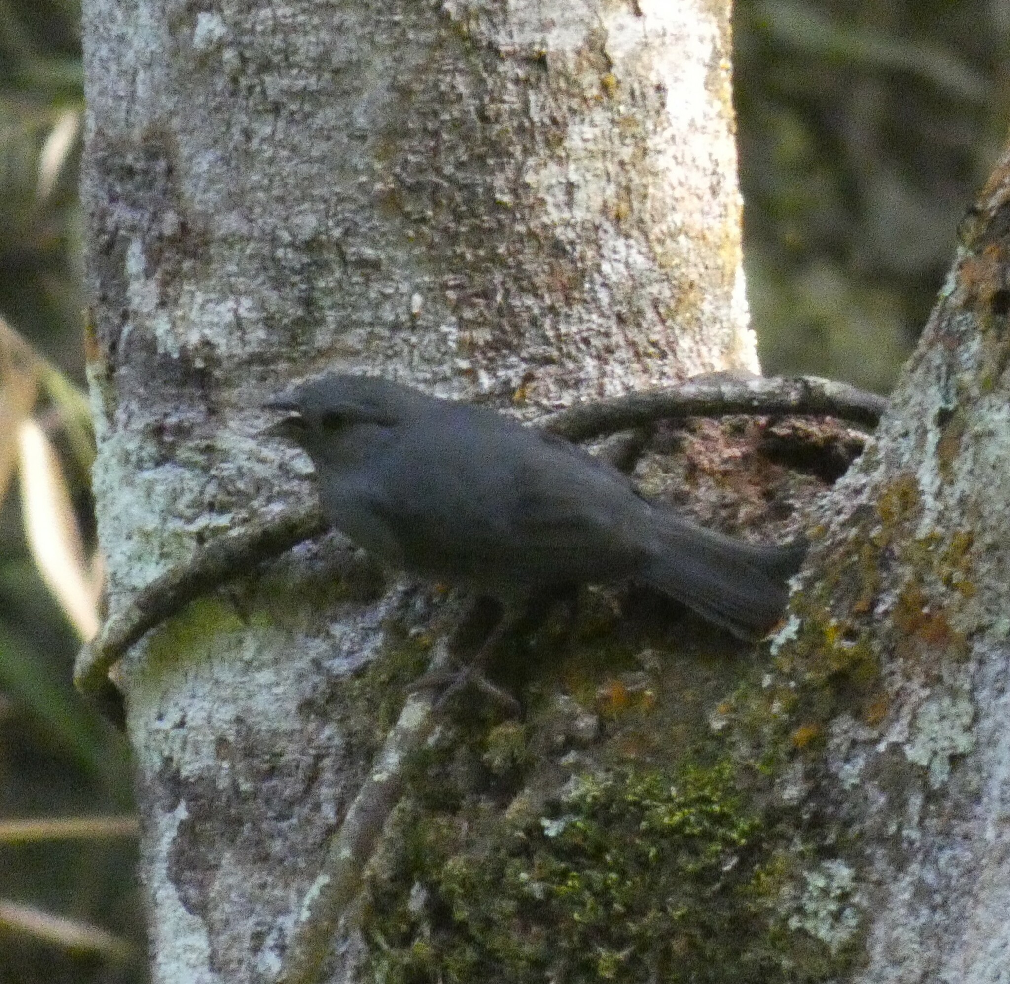 Uniform Finch (Haplospiza unicolor), photo 8