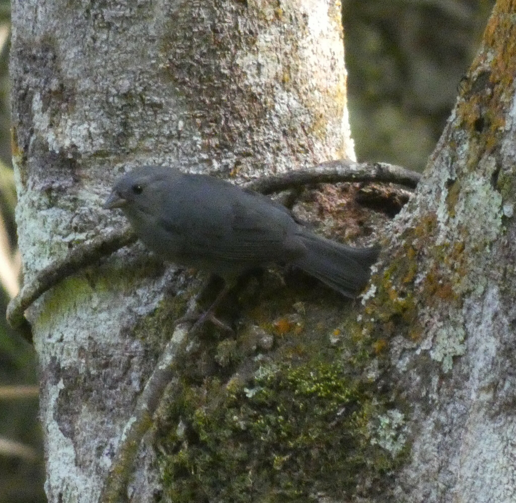 Uniform Finch (Haplospiza unicolor), photo 9