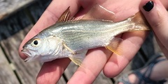 Silver Croaker photo 4