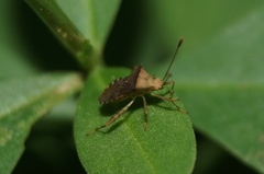 Zicca taeniola