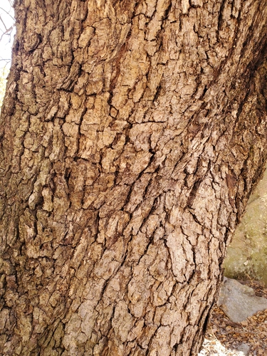 Tarahumaran Oak