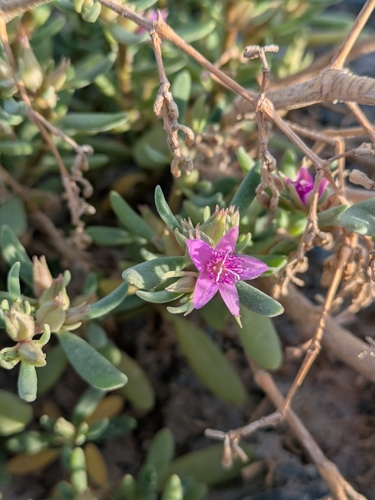 Image of Sesuvium verrucosum by (c) Denys Vynokurov, some rights reserved (CC BY)