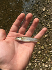 Fundulus catenatus