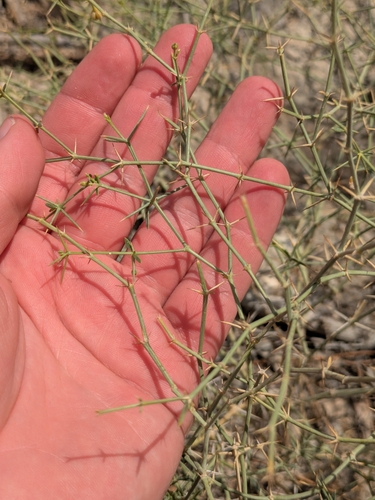 Image of Zygophyllum indicum by (c) Denys Vynokurov, some rights reserved (CC BY)