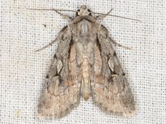 Setagrotis pallidicollis