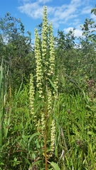 Rumex verticillatus