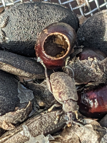 Palm Seed Weevil photo 5