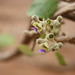 Vitex madiensis - Photo (c) Marco Schmidt, algunos derechos reservados (CC BY-NC-SA)