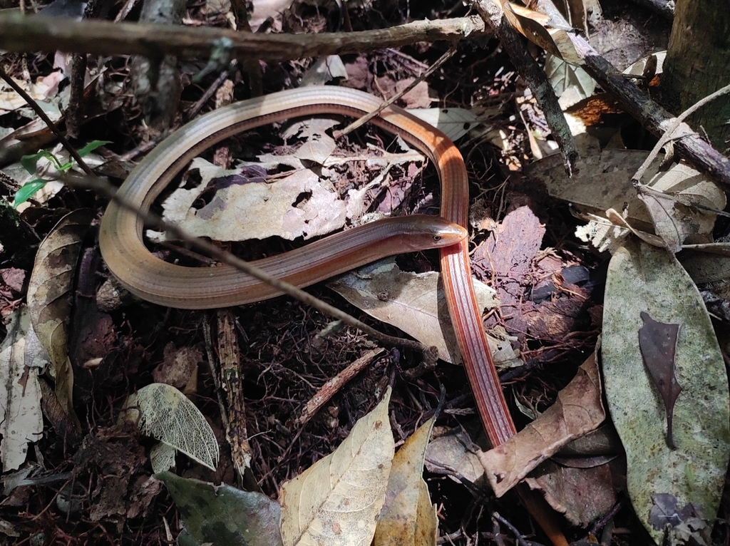 Sokolov’s Glass Lizard