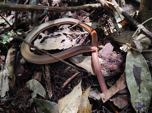 Sokolov’s Glass Lizard, Dopasia sokolovi
