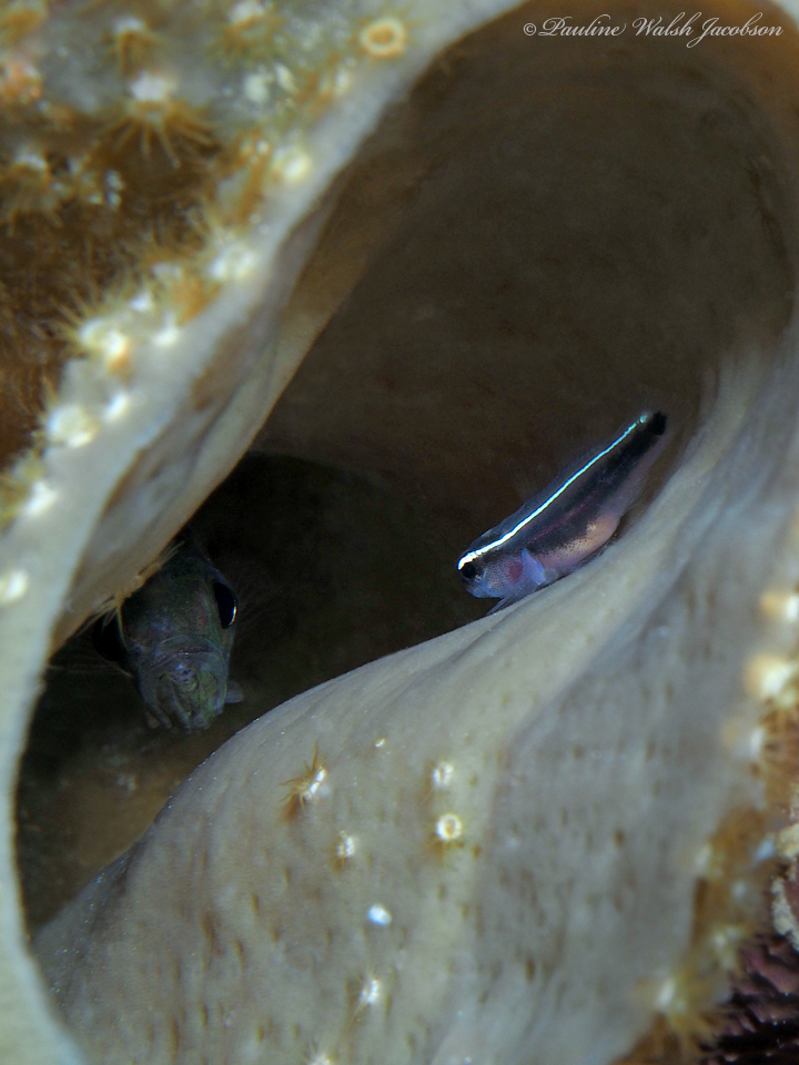 Sponge Cardinalfish