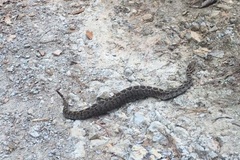 Crotalus ravus