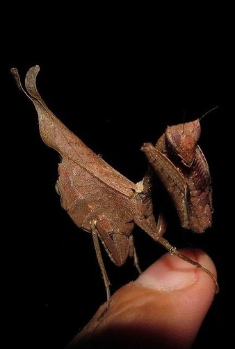 Acanthops falcataria Goeze, 1778