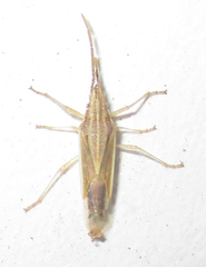 Mecidea prolixa