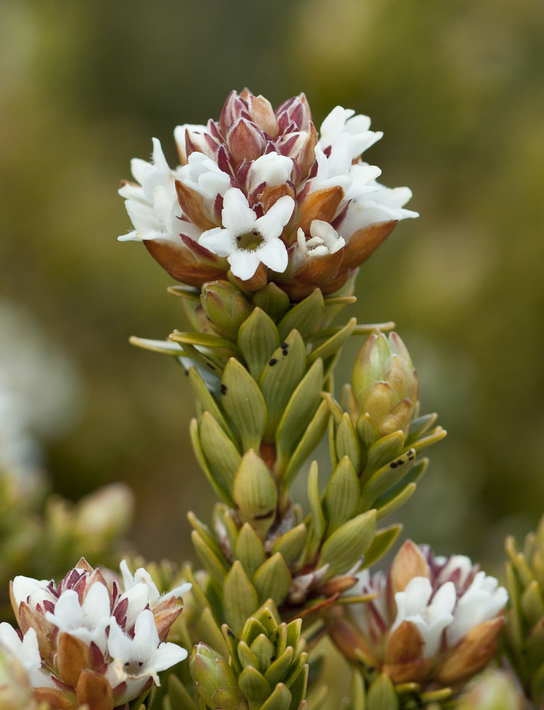 Archerieae