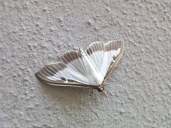 Cydalima perspectalis