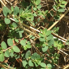 Euphorbia prostrata