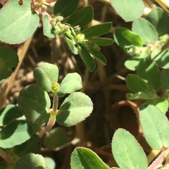 Euphorbia prostrata