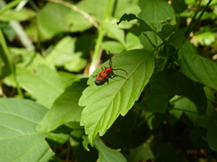 Tetraopes melanurus