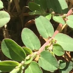 Euphorbia prostrata