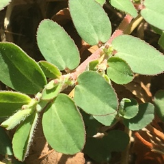 Euphorbia prostrata