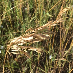Bromus inermis