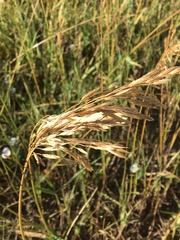 Bromus inermis